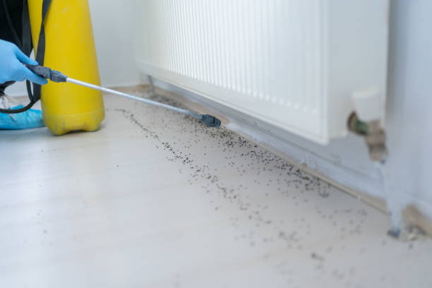 Best Flea Control Services  in Oak Grove Heights, AR