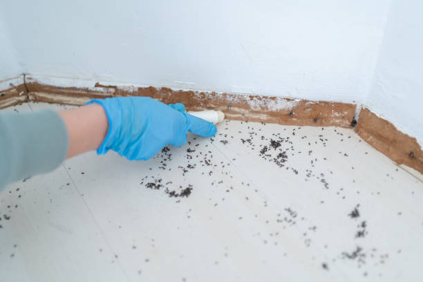 Best Insect Control  in Oak Grove Heights, AR